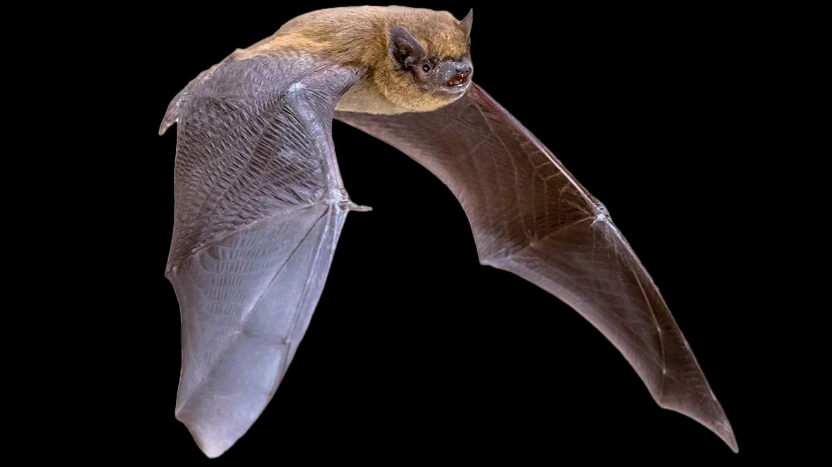 Vleermuis 1